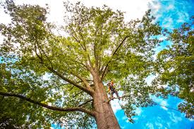 Best Tree Maintenance Programs  in Corte Madera, CA