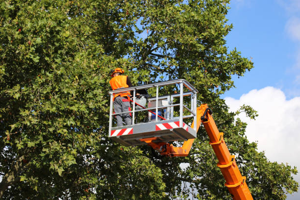 Reliable Corte Madera, CA  Tree Services Solutions