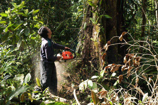 Best Utility Line Clearance  in Corte Madera, CA