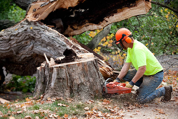 Why Choose Our Tree Removal Services in Corte Madera, CA?